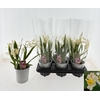 Oncidium Ov