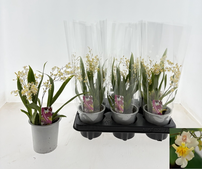 Oncidium Ov