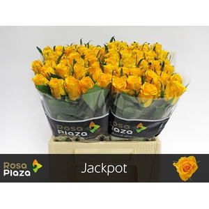 R GR JACKPOT+