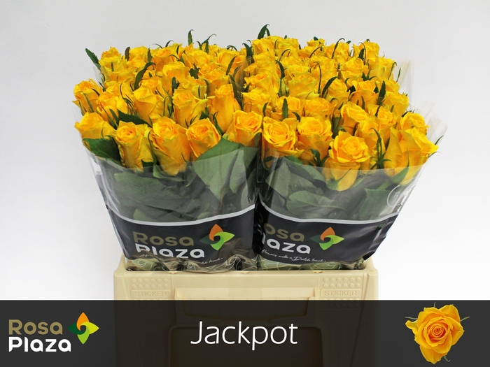 <h4>R GR JACKPOT+</h4>