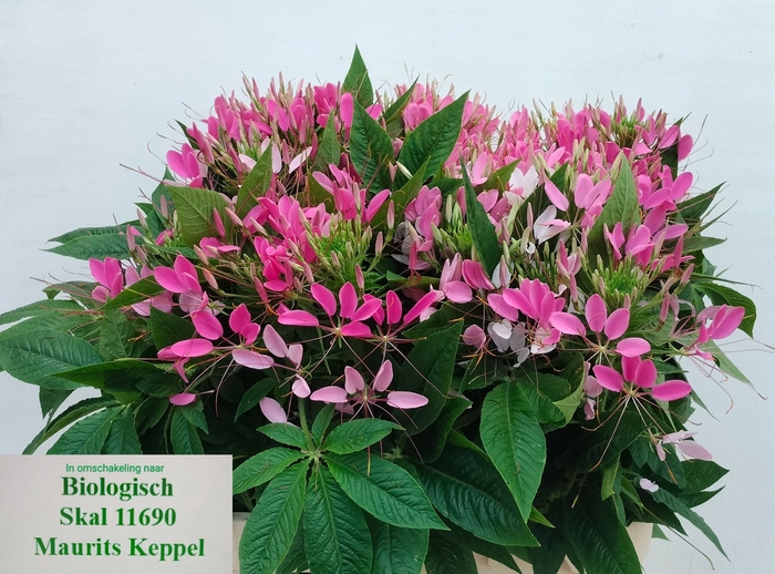 <h4>CLEOME SP HELEN CAMP</h4>