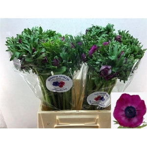 ANEM CO GALIL PURPER