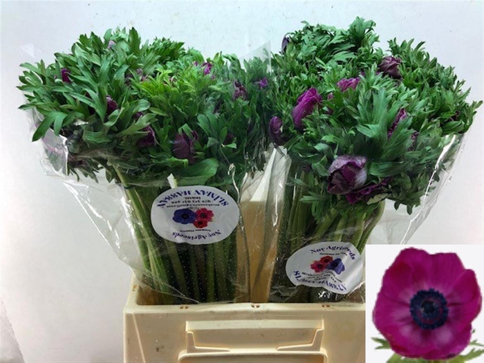 <h4>ANEM CO GALIL PURPER</h4>