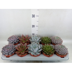Echeveria   ...mix