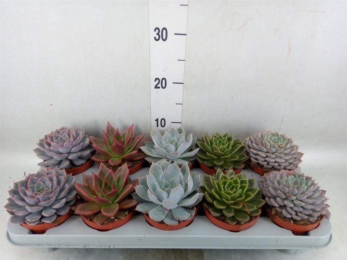 <h4>Echeveria   ...mix</h4>