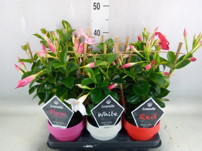 <h4>Mandevilla  'Sundavil'   ...mix</h4>