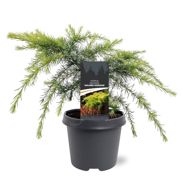 <h4>Cedrus deodara 'Golden Horizon'</h4>
