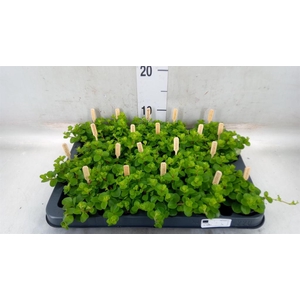 Peperomia rotundifolia