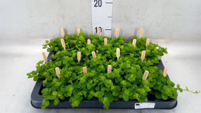 <h4>Peperomia rotundifolia</h4>