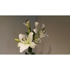 Lilium LA White 3+ buds