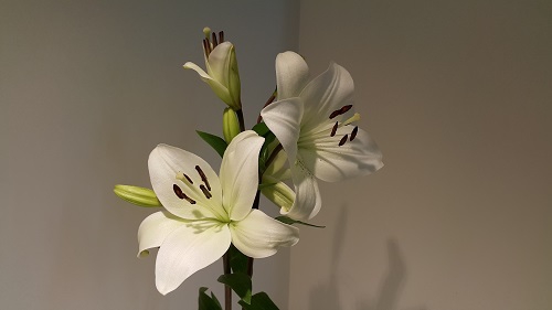 Lilium LA White 3+ buds