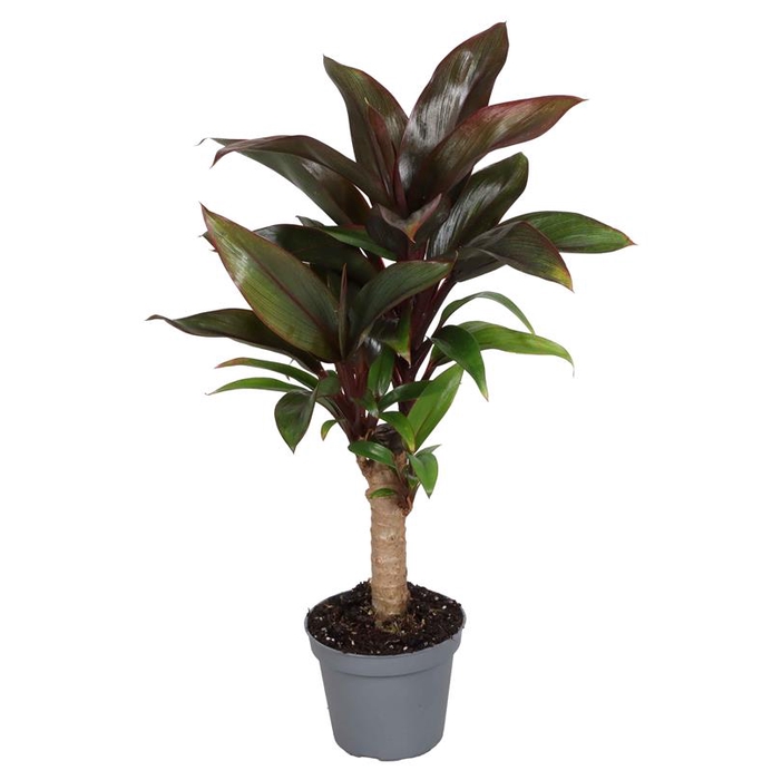 CORDYLINE FRUTICOSA p6 Stam