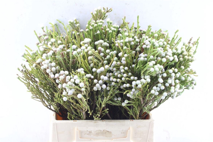 <h4>Kaaps Spray Brunia</h4>