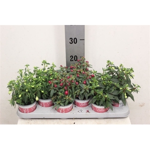 Fuchsia Bella Fuchsia staand gemengd