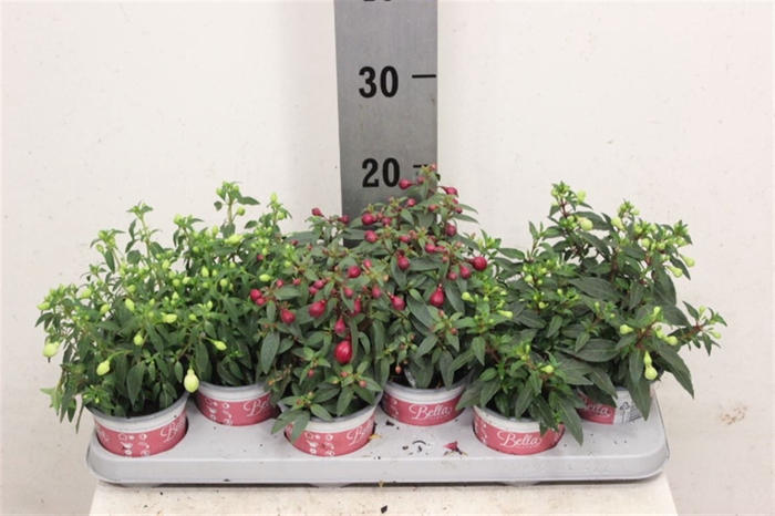 <h4>Fuchsia Bella Fuchsia staand gemengd</h4>