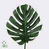 Leaf monstera