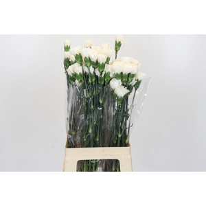 Dianthus St Moonlight