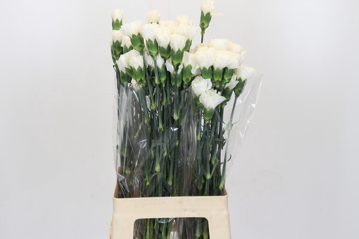 <h4>Dianthus St Moonlight</h4>