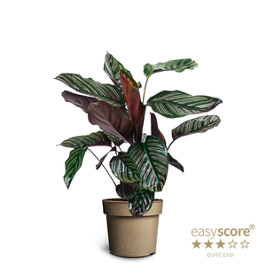 CALATHEA ORNATA P17