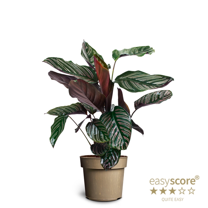 <h4>CALATHEA ORNATA P17</h4>