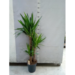 Yucca   ...