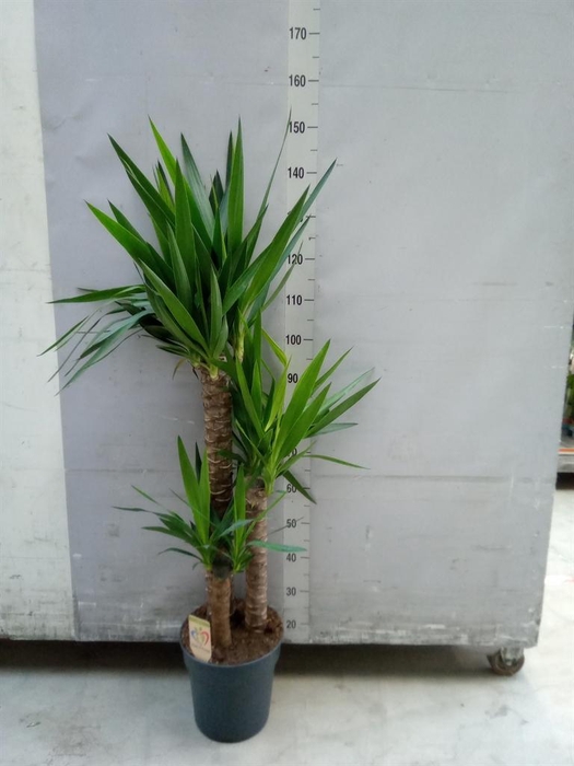 <h4>Yucca   ...</h4>