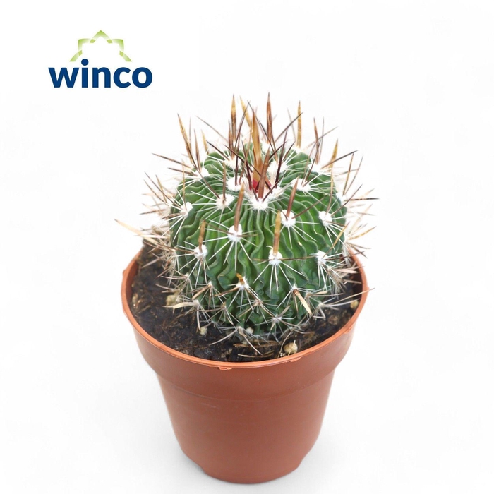 <h4>Echinofossulocactus Multicostatus</h4>