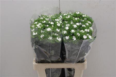 <h4>Di Barb Aldo White</h4>