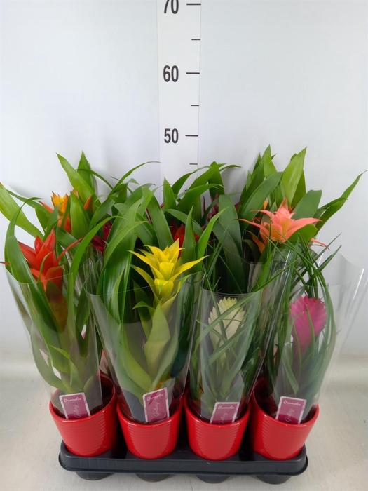 <h4>Bromelia   ...mix</h4>