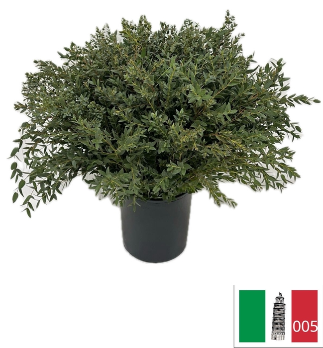 <h4>EUC PARVIFOLIA PB</h4>