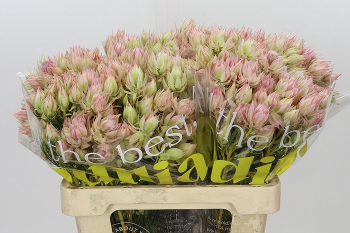 <h4>Blushing Bride Bridal Pink</h4>