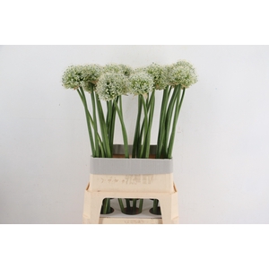 ALLIUM MOUNT EVEREST