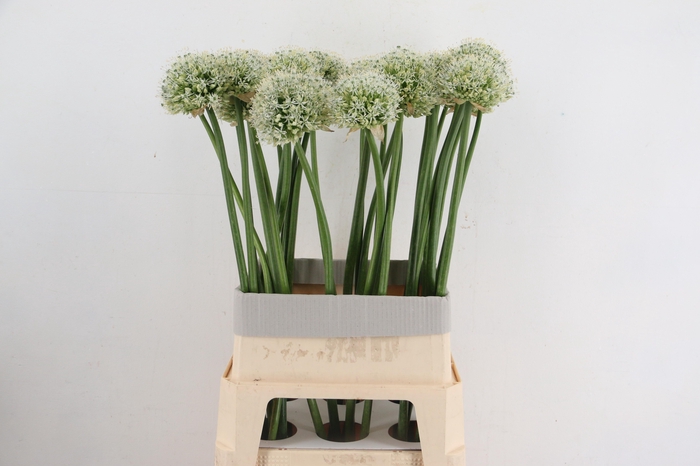<h4>ALLIUM MOUNT EVEREST</h4>