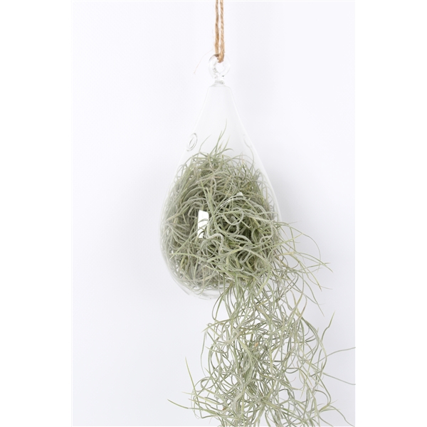 <h4>Tillandsia in ovaal glas</h4>