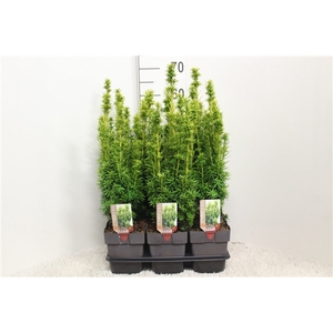 Taxus baccata 'David' P17 (potgekweekt)