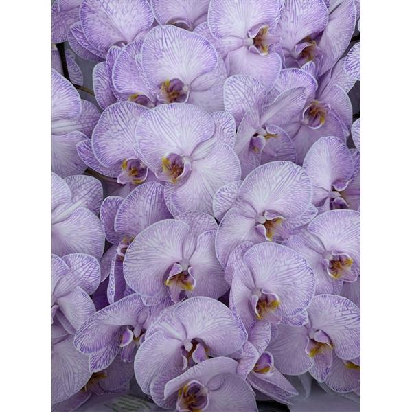 <h4>Phal Coloured Violet</h4>