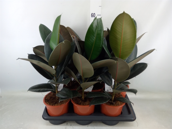 <h4>Ficus elastica 'Abidjan'</h4>