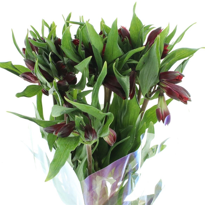 <h4>Alstr Red Delight Super Select</h4>