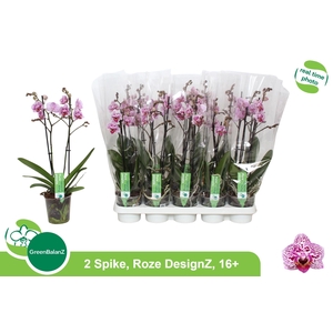 PHAL OV ROZE