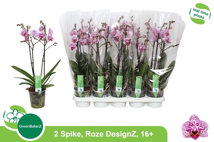 <h4>PHAL OV ROZE</h4>