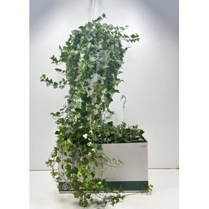 Hedera helix Wonder 24Ø 110cm
