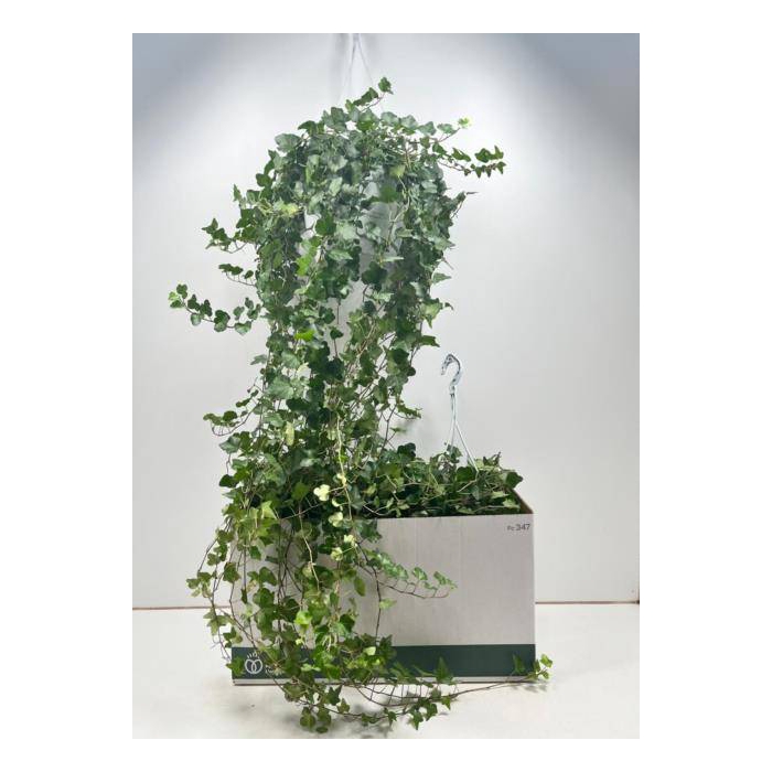 <h4>Hedera helix Wonder 24Ø 110cm</h4>