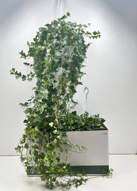 Hedera helix Wonder 24Ø 110cm
