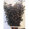 PHYSOCAR OP DIABOLO BLOEIEND 130CM