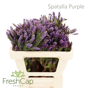 Spatalla Purple