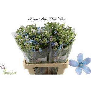 Oxypetalum Tan Pur Blue