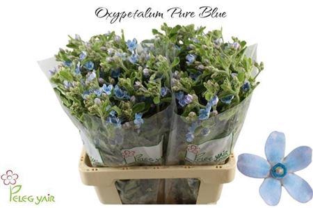 <h4>Oxypetalum Tan Pur Blue</h4>