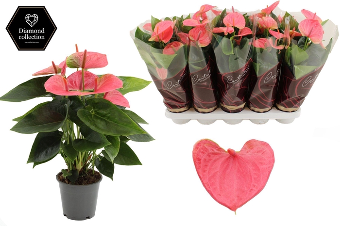 Anthurium 12 cm Sweet Dream in Couture Diamond Line Purple sleeve