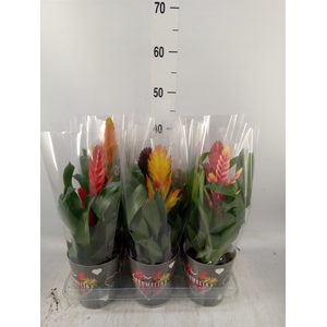 Vriesea   ...mix 6