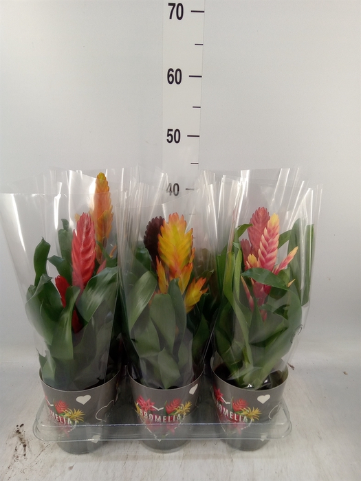 <h4>Vriesea   ...mix 6</h4>
